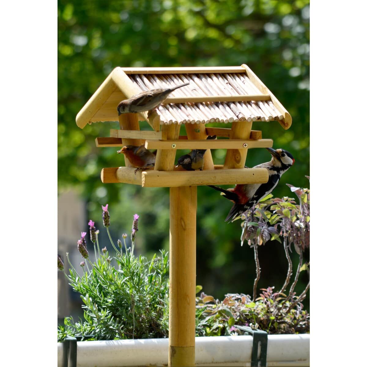 Tier, Vogel