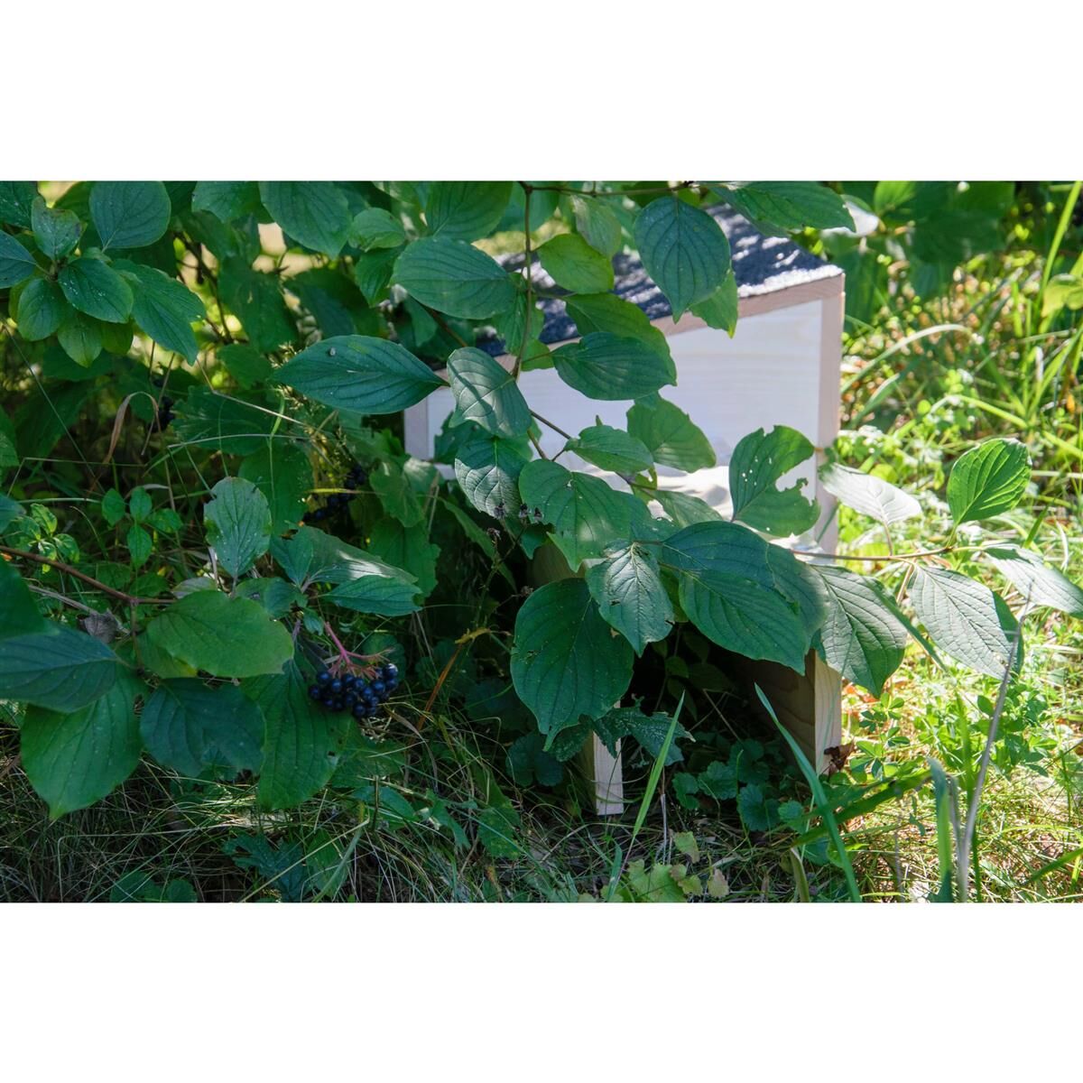 Innenarchitektur, Beere, Pflanze, Kräuter, Blatt