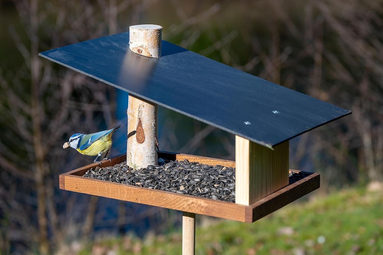 Vogelfutterhaus, Tier, Vogel