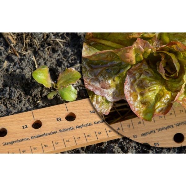 Essen, Kopfsalat, Produzieren, Gemüse, Blatt