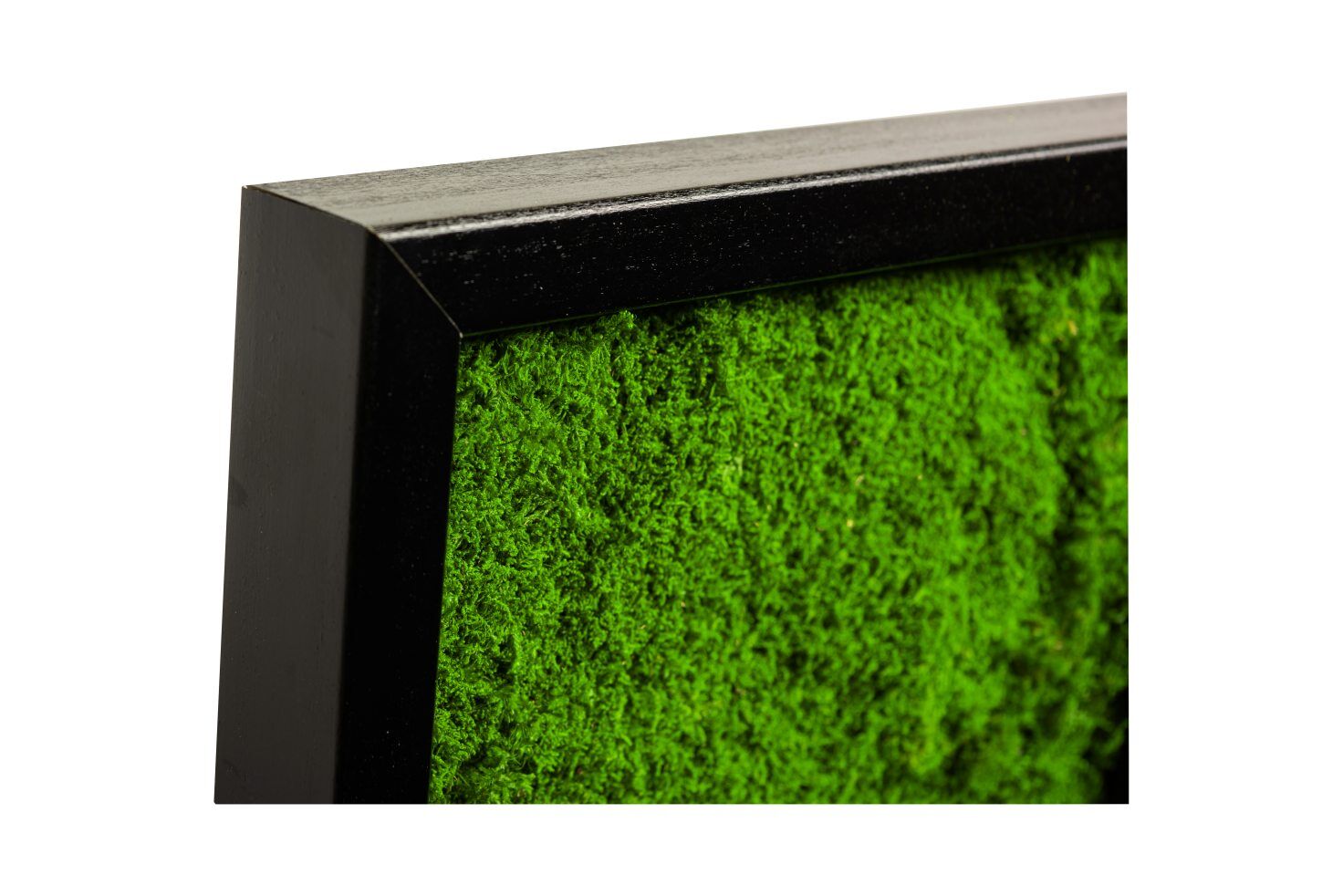 Moos, Pflanze, Grün, Postfach