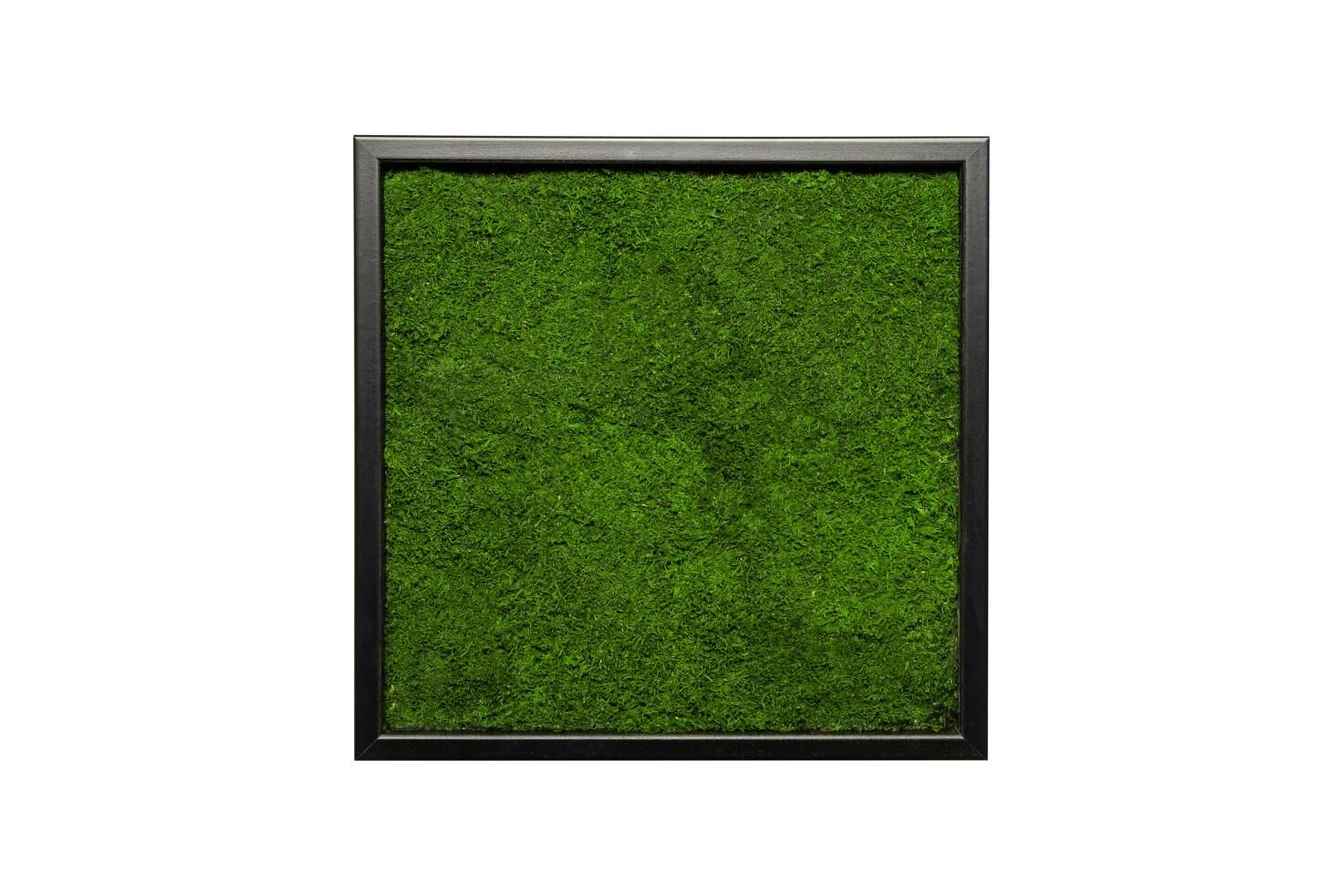 Gras, Pflanze, Grün, Inneneinrichtung