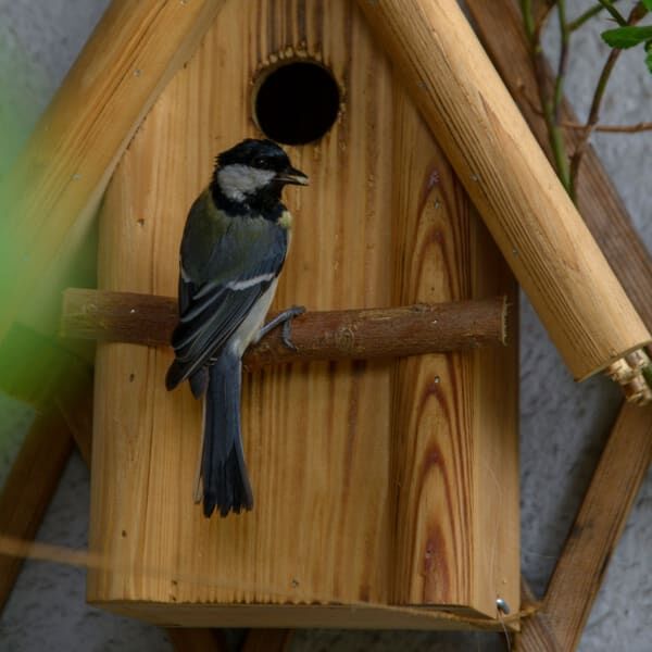 Holz, Sperrholz, Vogel, Fink, Hartholz