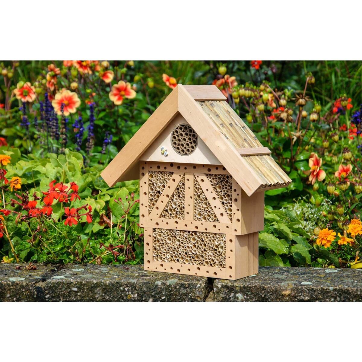 Garten, Draußen, Blume, Pflanze, Pflanze im Topf