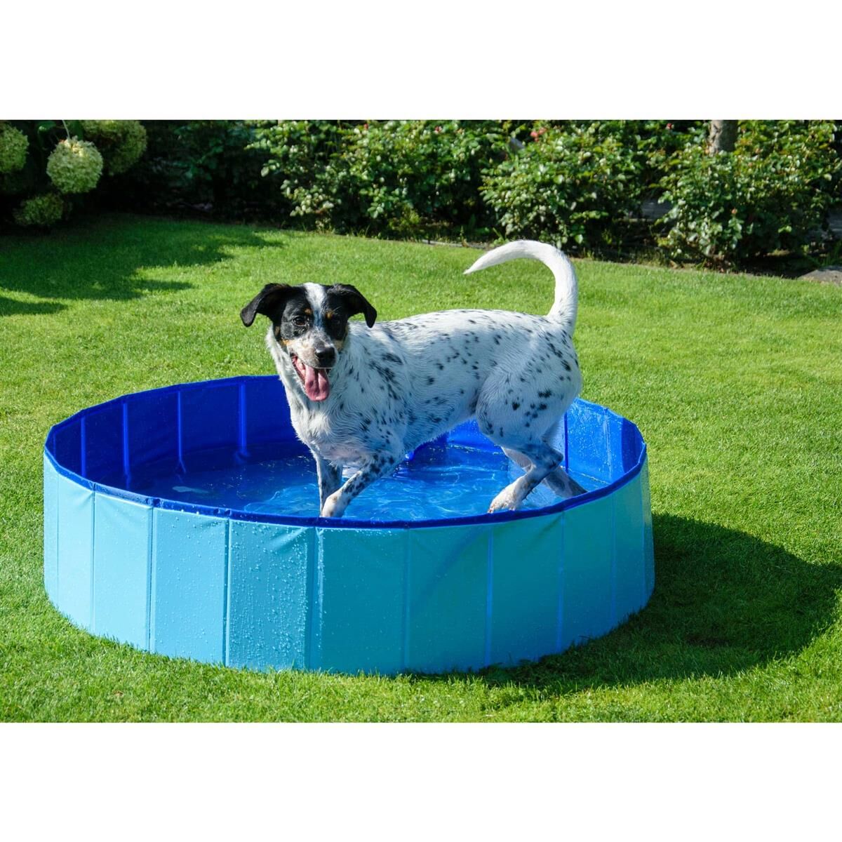 Gras, Hund, Säugetier, Haustier