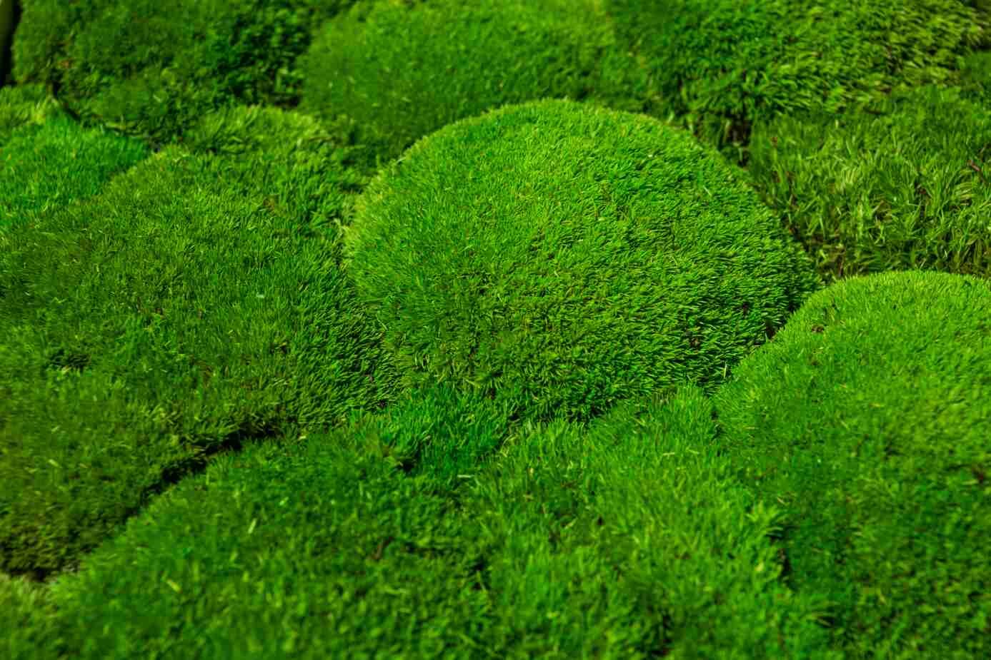 Moos, Pflanze, Vegetation, Gras