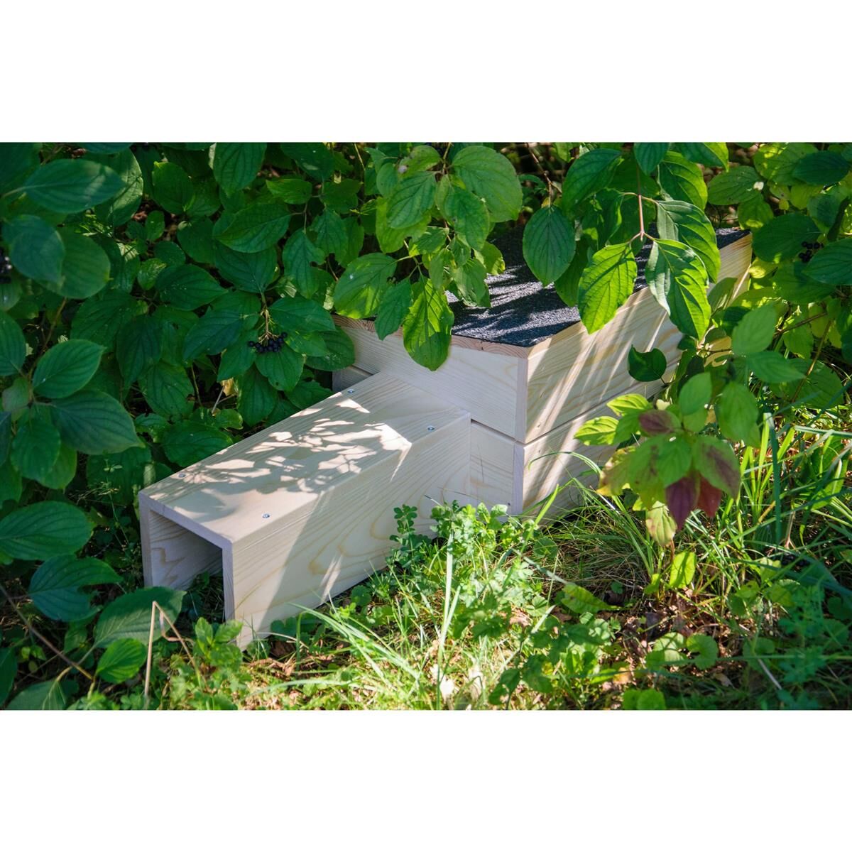 Blatt, Innenarchitektur, Kräuterisch, Gras, Grün