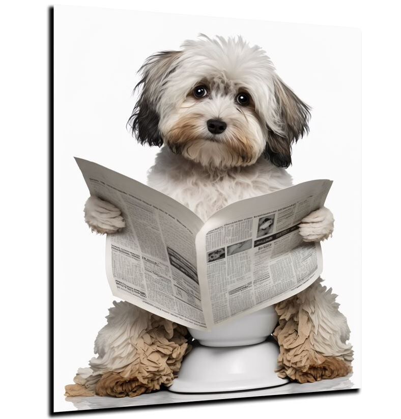 Person, Lesen, Text, Haustier, Welpe