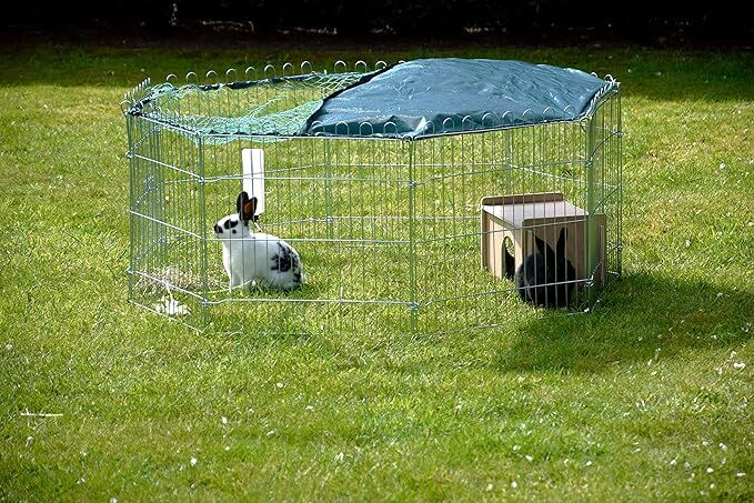 Tier, Säugetier, Hase, Vieh, Schaf