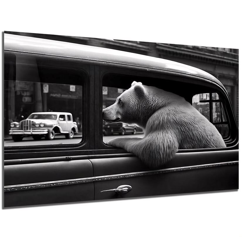 Bär, Säugetier, Tierwelt, Auto, Fahrzeug