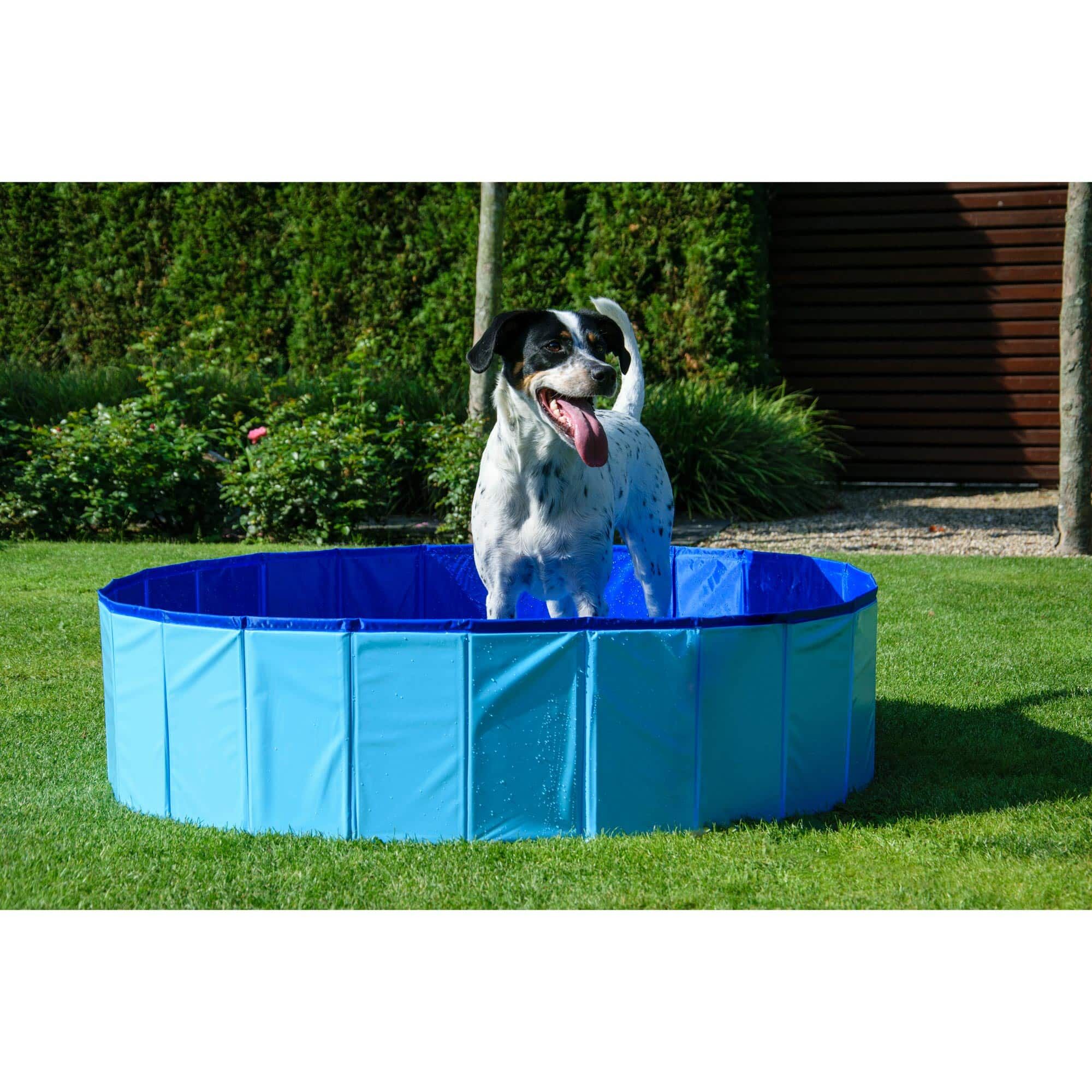 Gras, Pflanze, Hund, Hinterhof