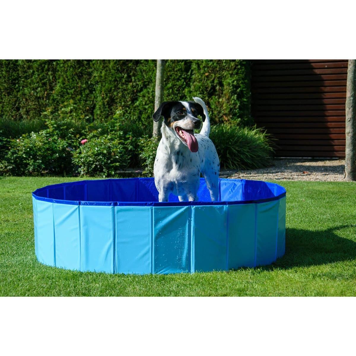 Gras, Pflanze, Hund, Haustier