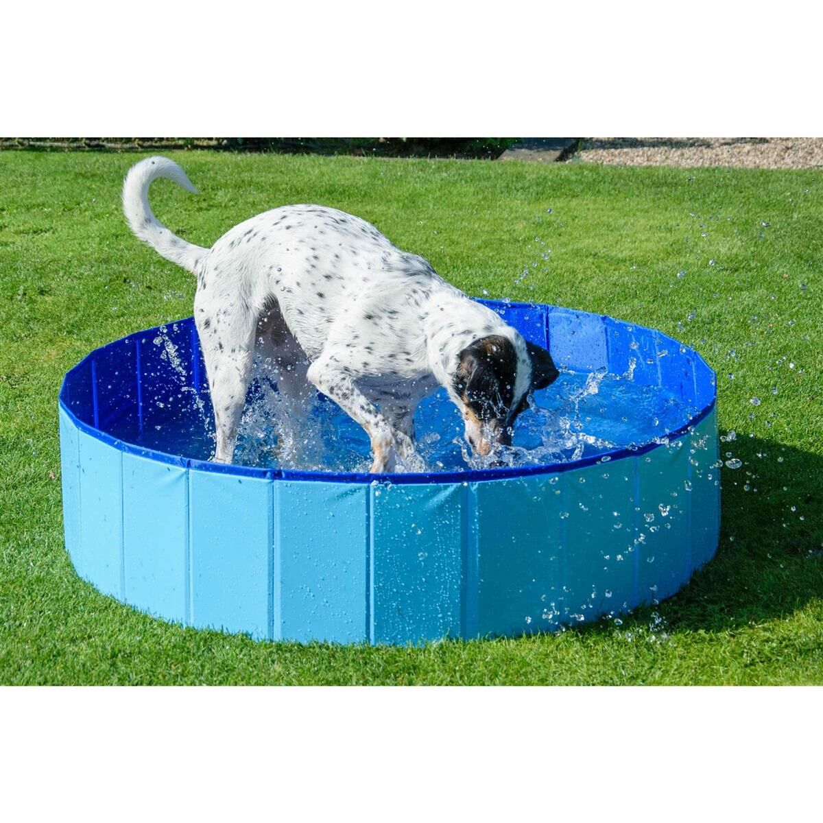 Hund, Säugetier, Haustier, Zeiger