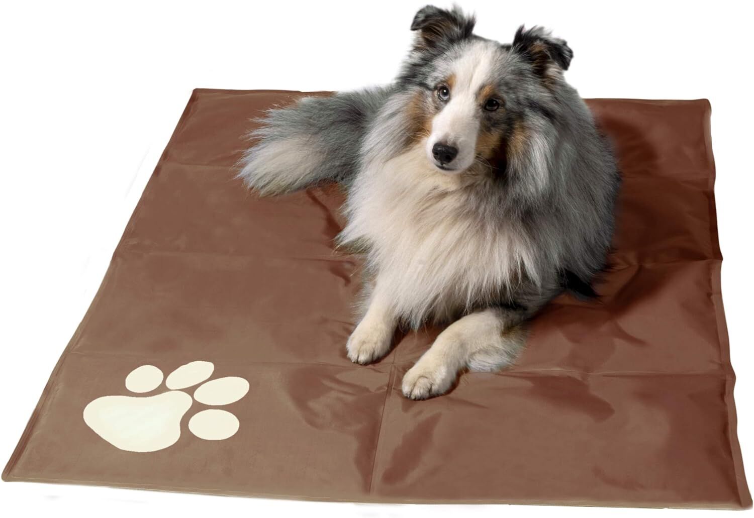 Tier, Hund, Säugetier, Haustier