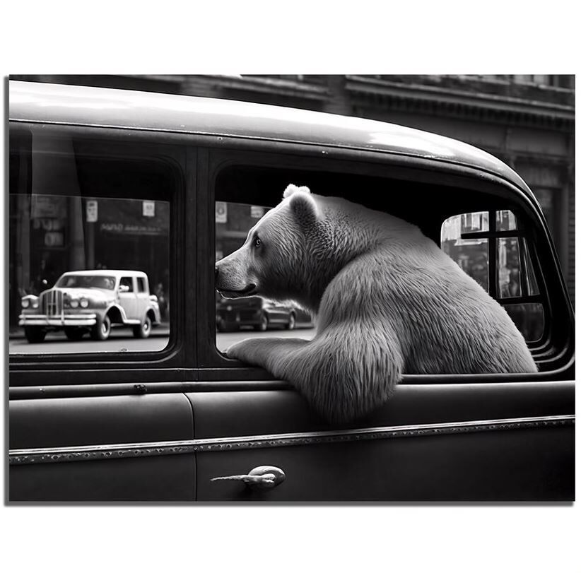 Bär, Säugetier, Tierwelt, Auto, Fahrzeug