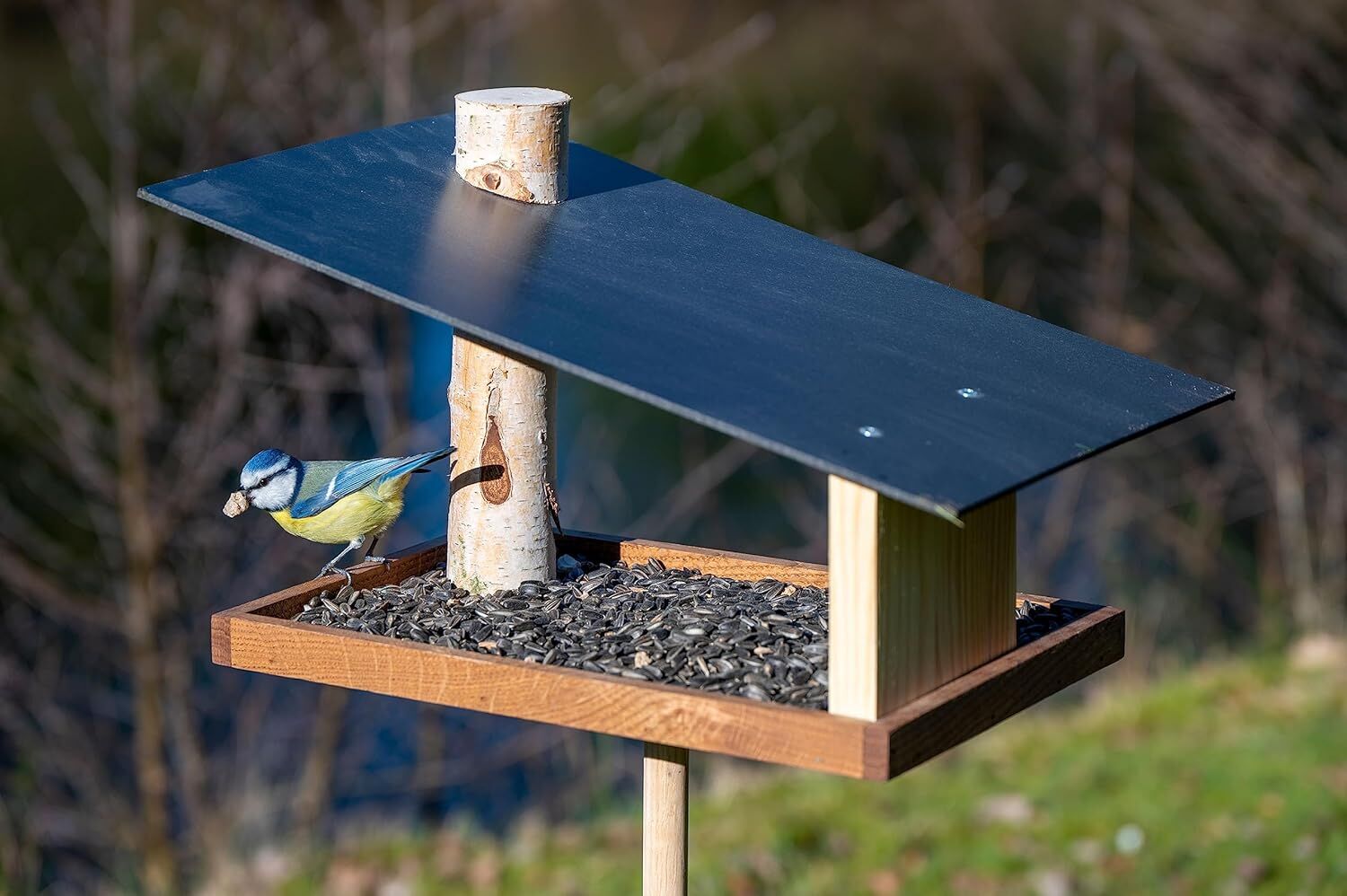 Vogelfutterhaus, Tier, Vogel, Jay