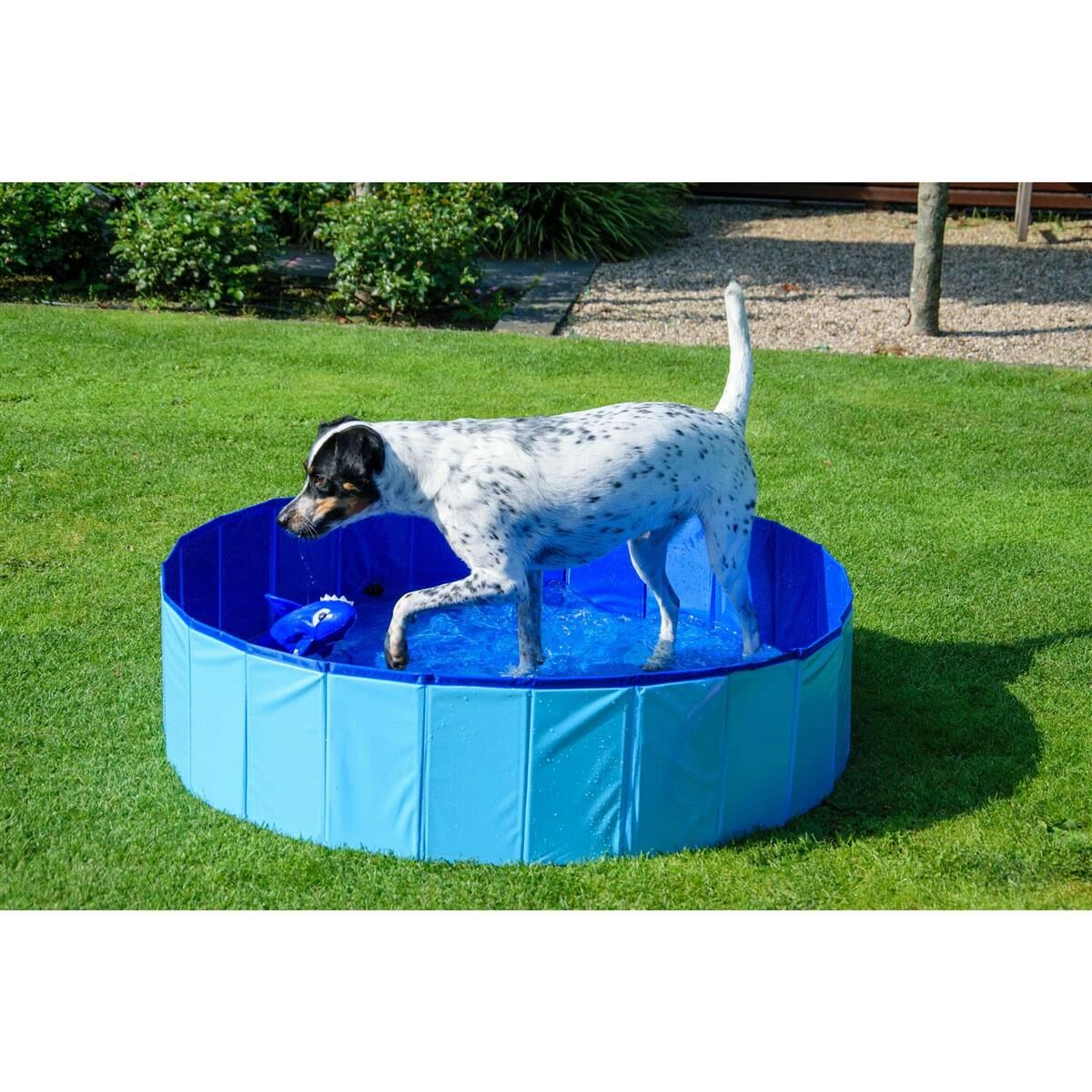 Gras, Hund, Säugetier, Haustier