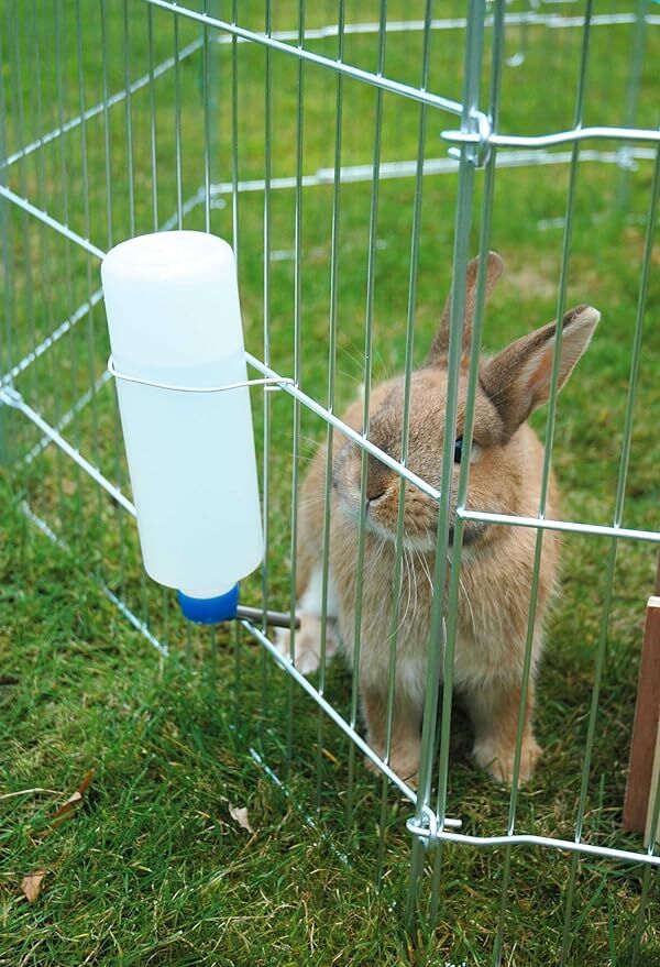 Tier, Säugetier, Hase