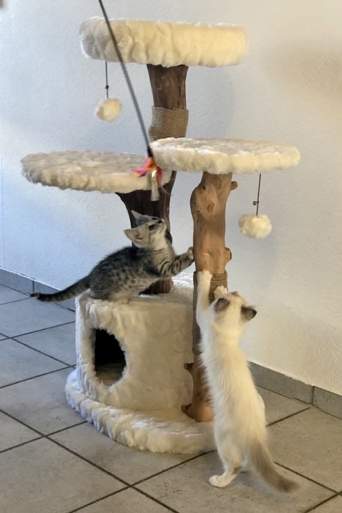 Katze, Kätzchen, Säugetier, Haustier, Hund