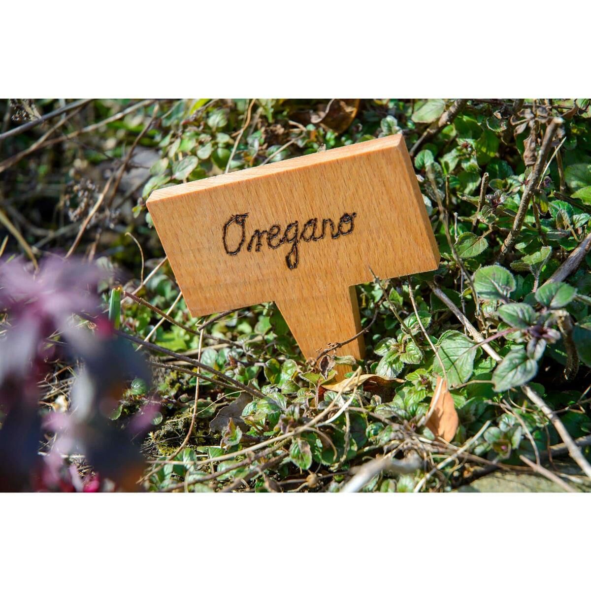Kräuterig, Vegetation, Holz, Sperrholz, Blatt