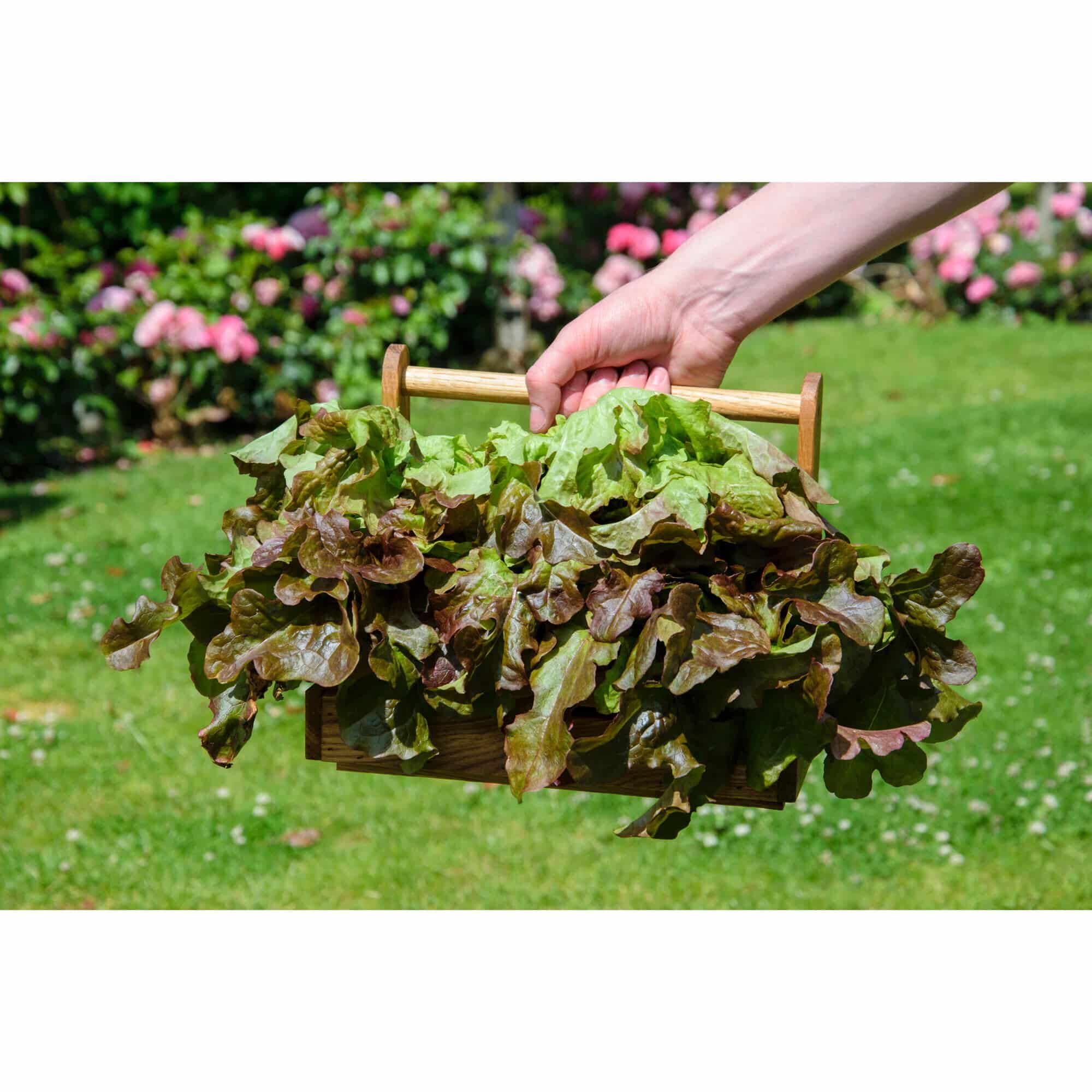 Gras, Garten, Blatt, Gartenarbeit, Rasen