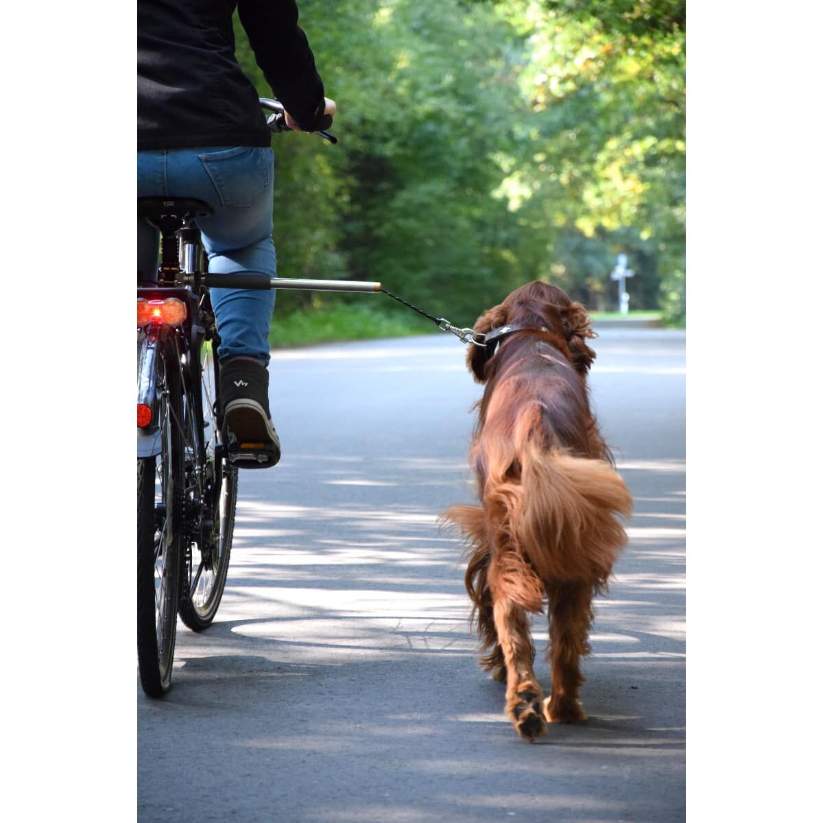 Hund, Säugetier, Haustier, Spazierender Hund