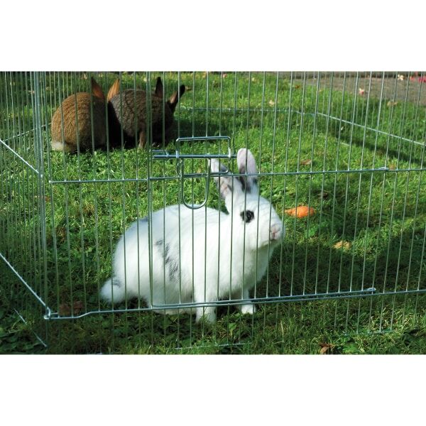 Tier, Säugetier, Hase, Schwein