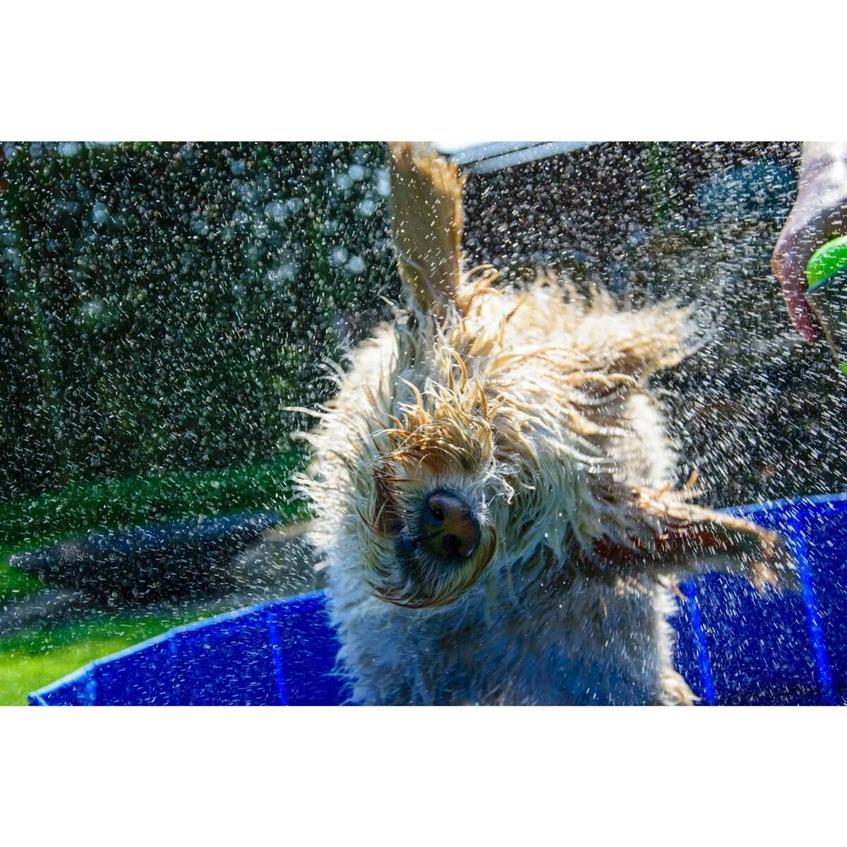 Sommer, Hund, Haustier, Gras, Wasser