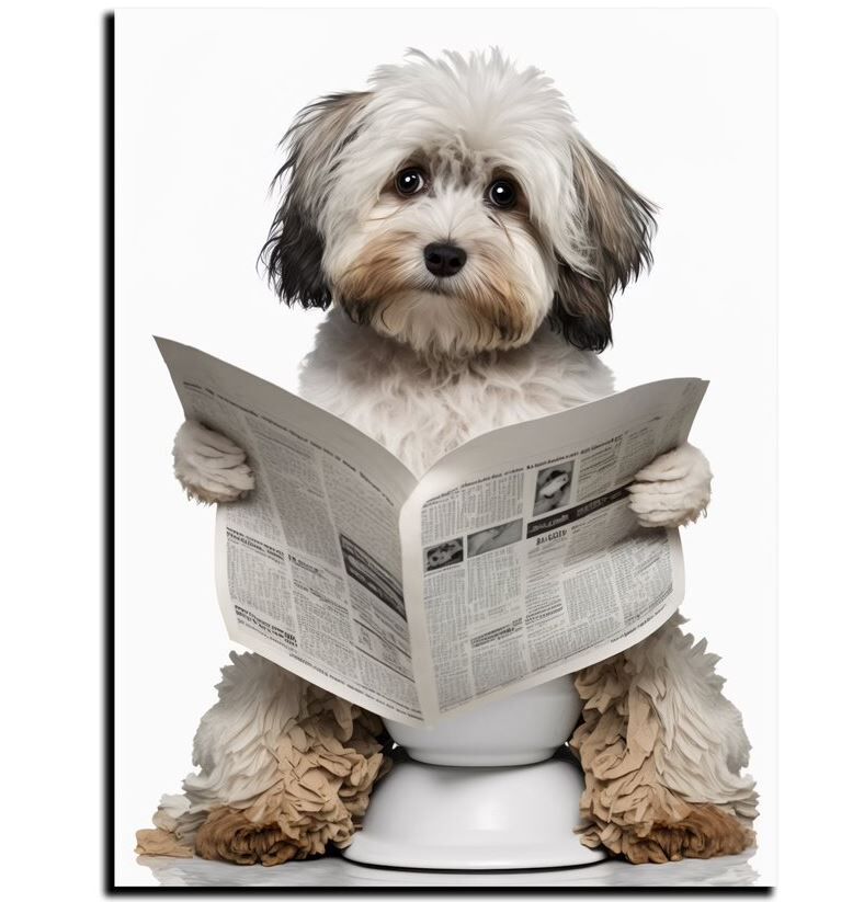 Person, Lesen, Haustier, Welpe, Text