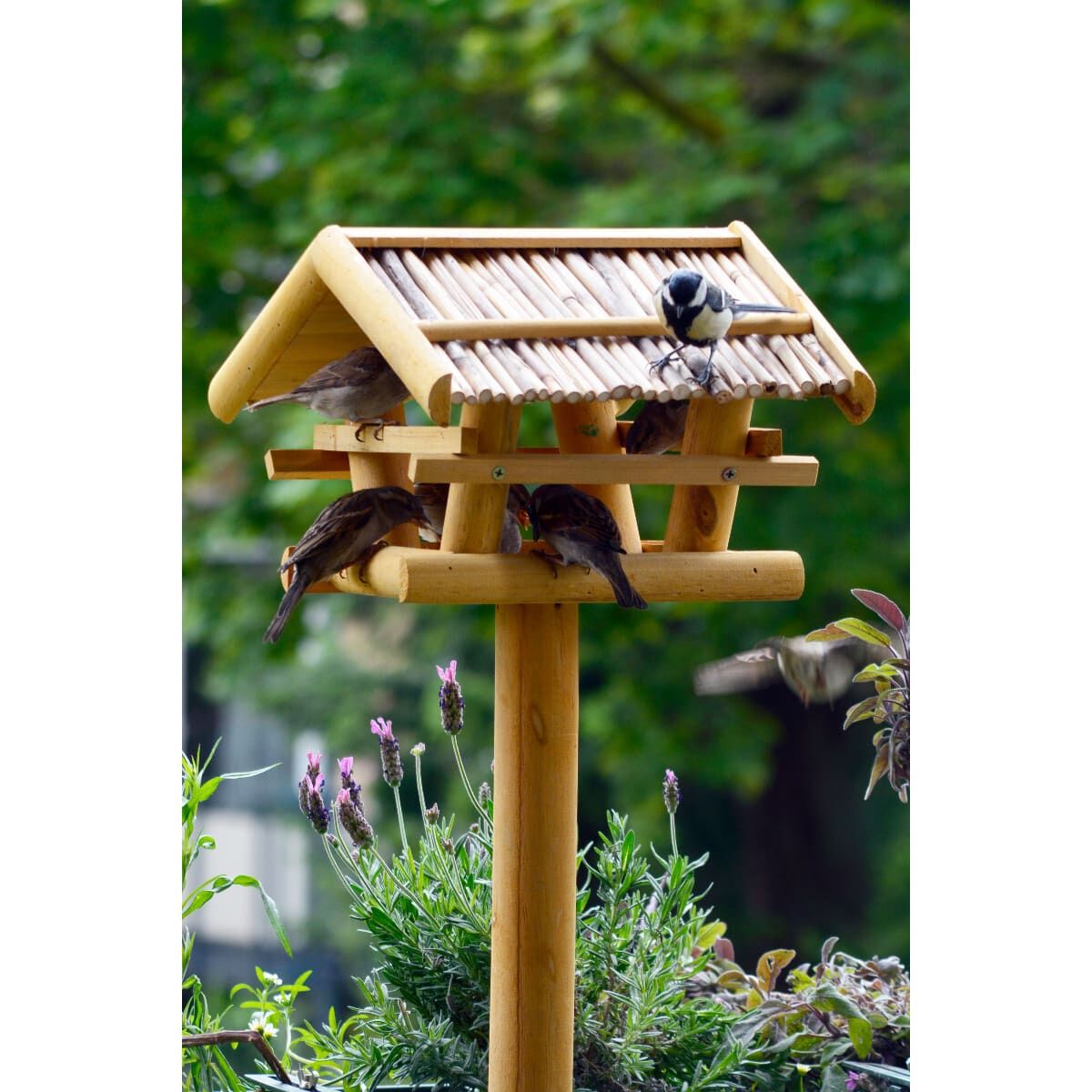 Tier, Vogel