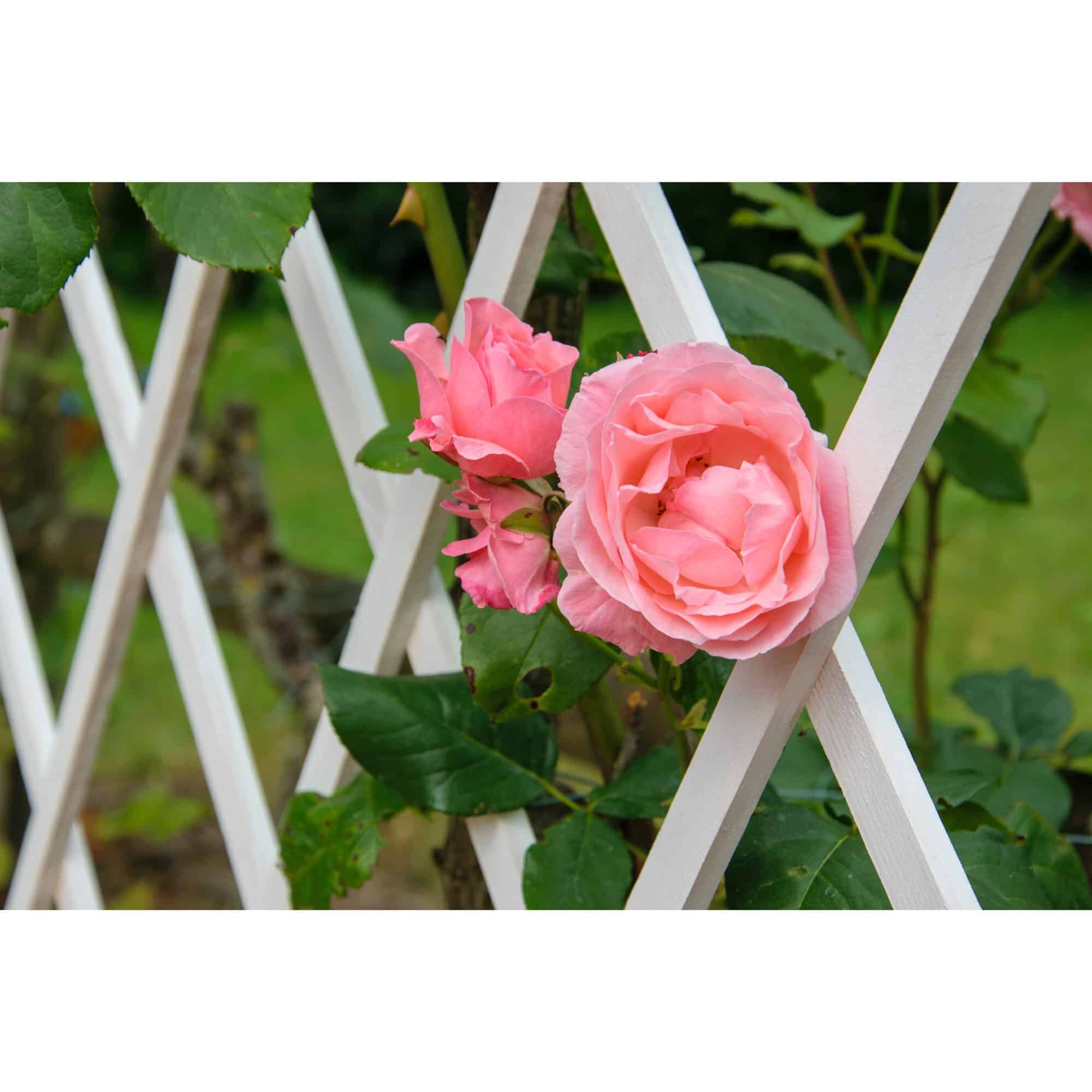 Blume, Rose, Blütenblatt, Zaun, Blatt