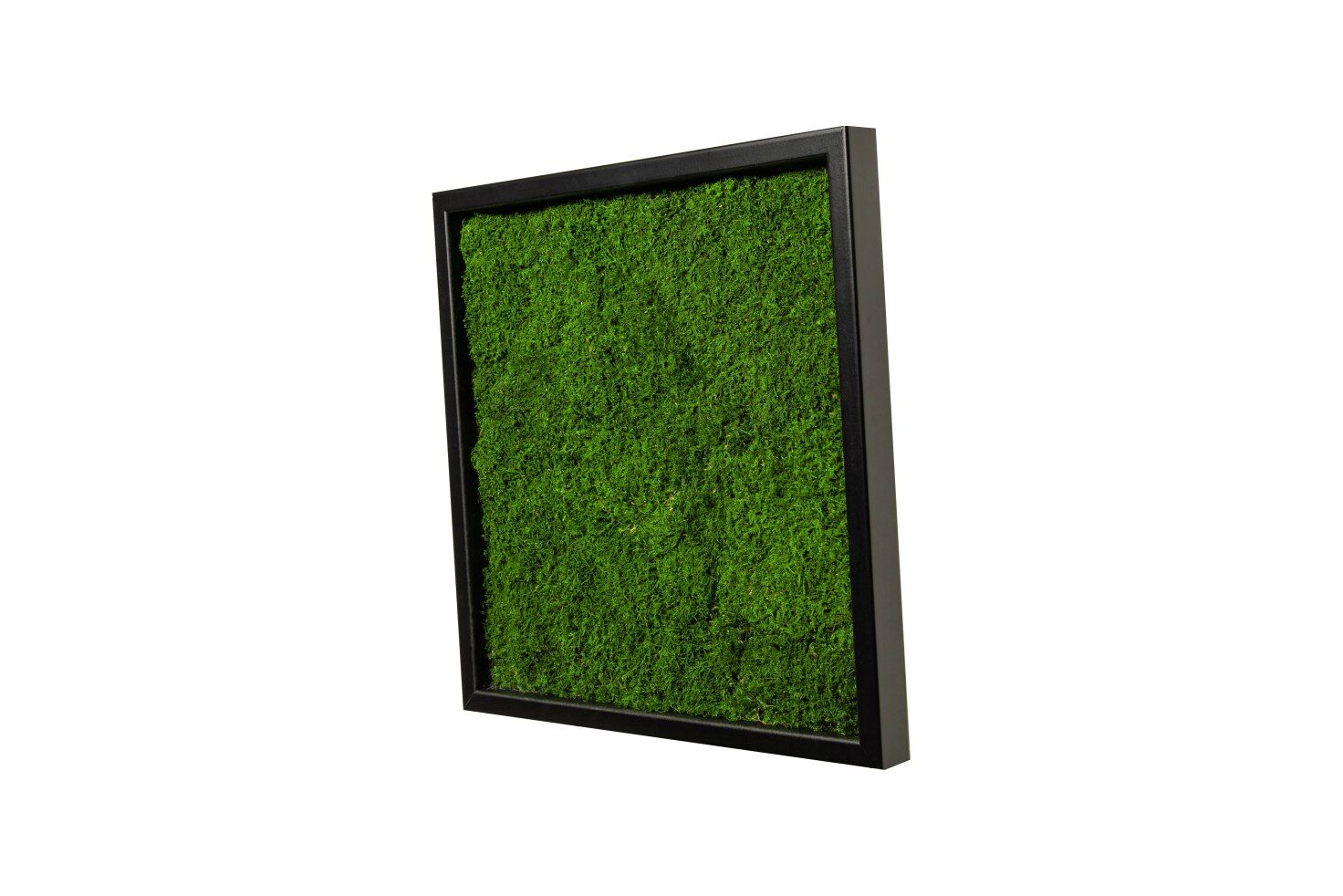 Moos, Computerausrüstung, Überwachen, Bildschirm, Gras