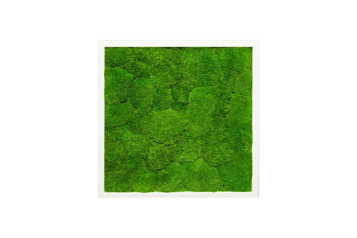 Moos, Inneneinrichtung, Teppich, Gras, Grün