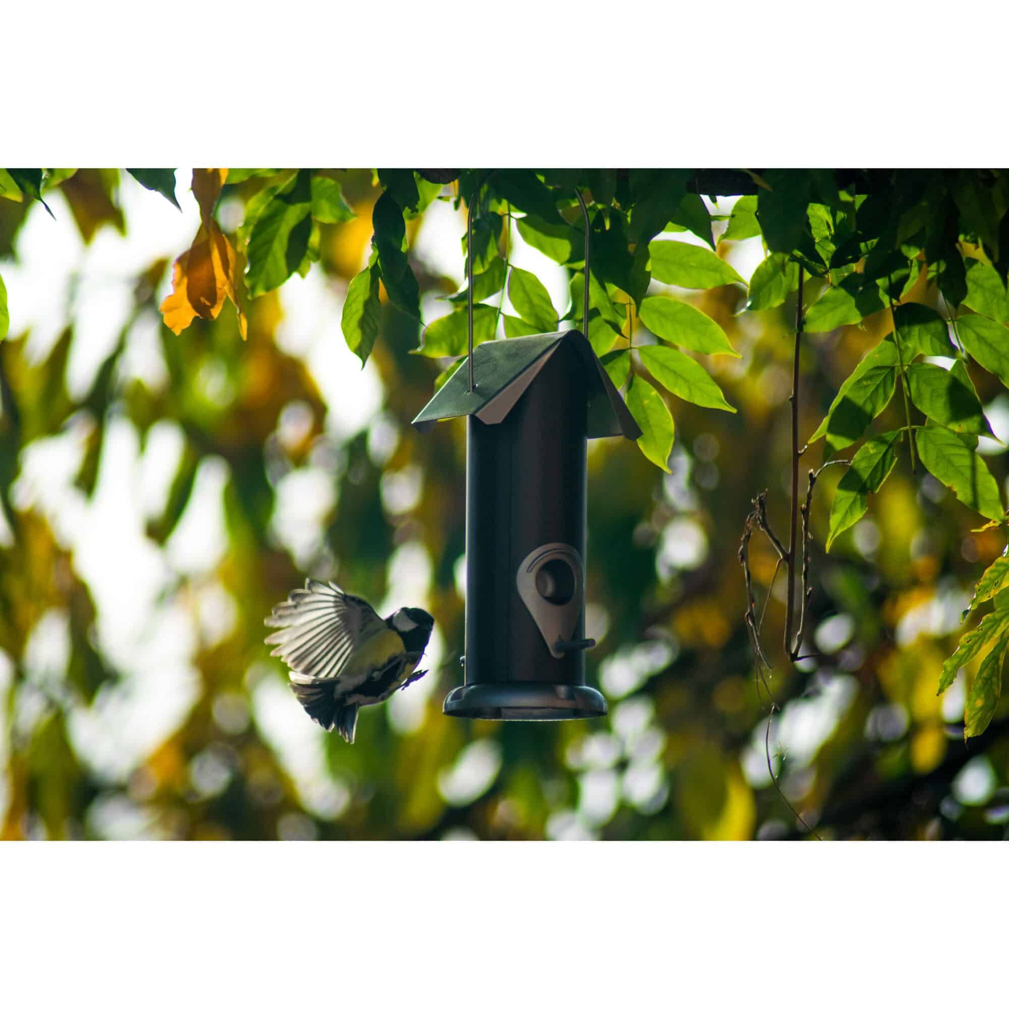 Tier, Vogel, Futterhäuschen für Vögel