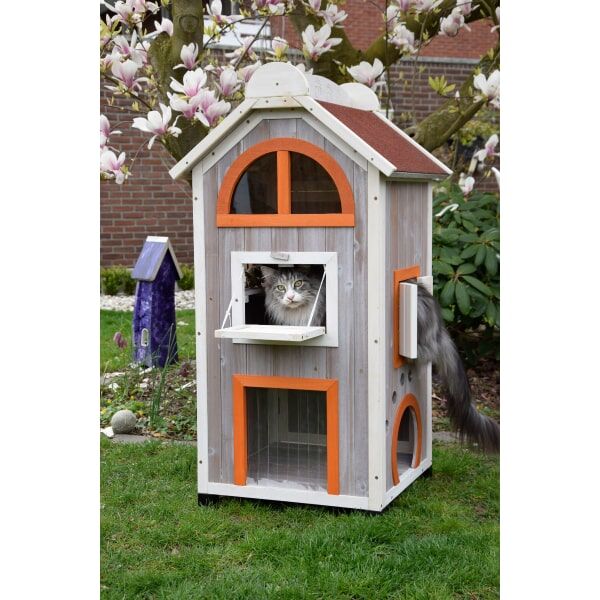 Tier, Katze, Säugetier, Haustier, Hund