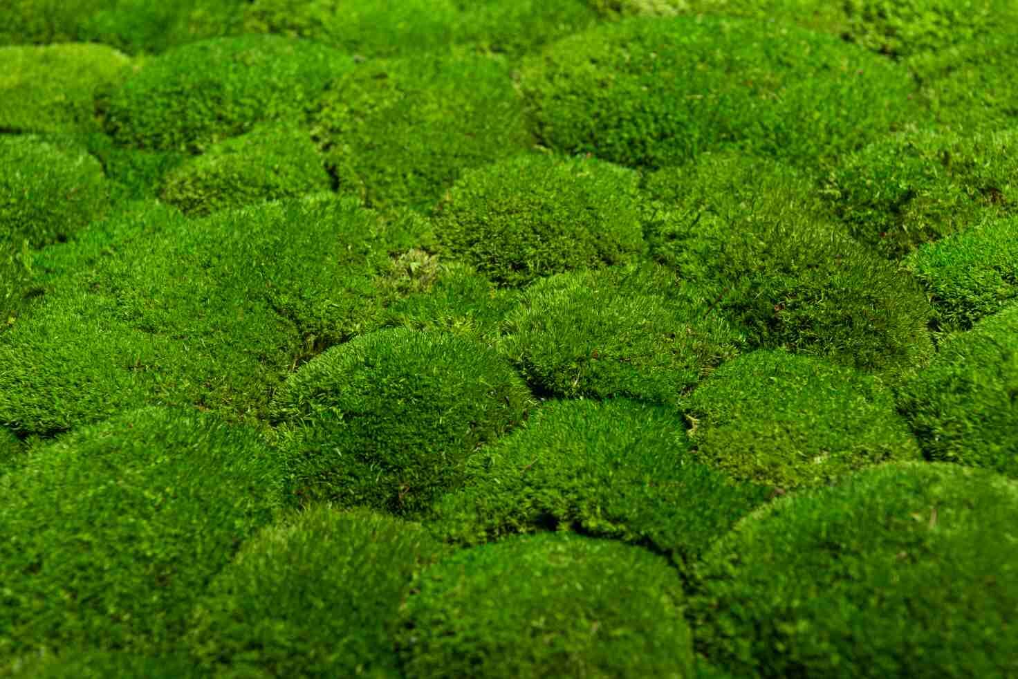 Moos, Pflanze, Vegetation, Gras