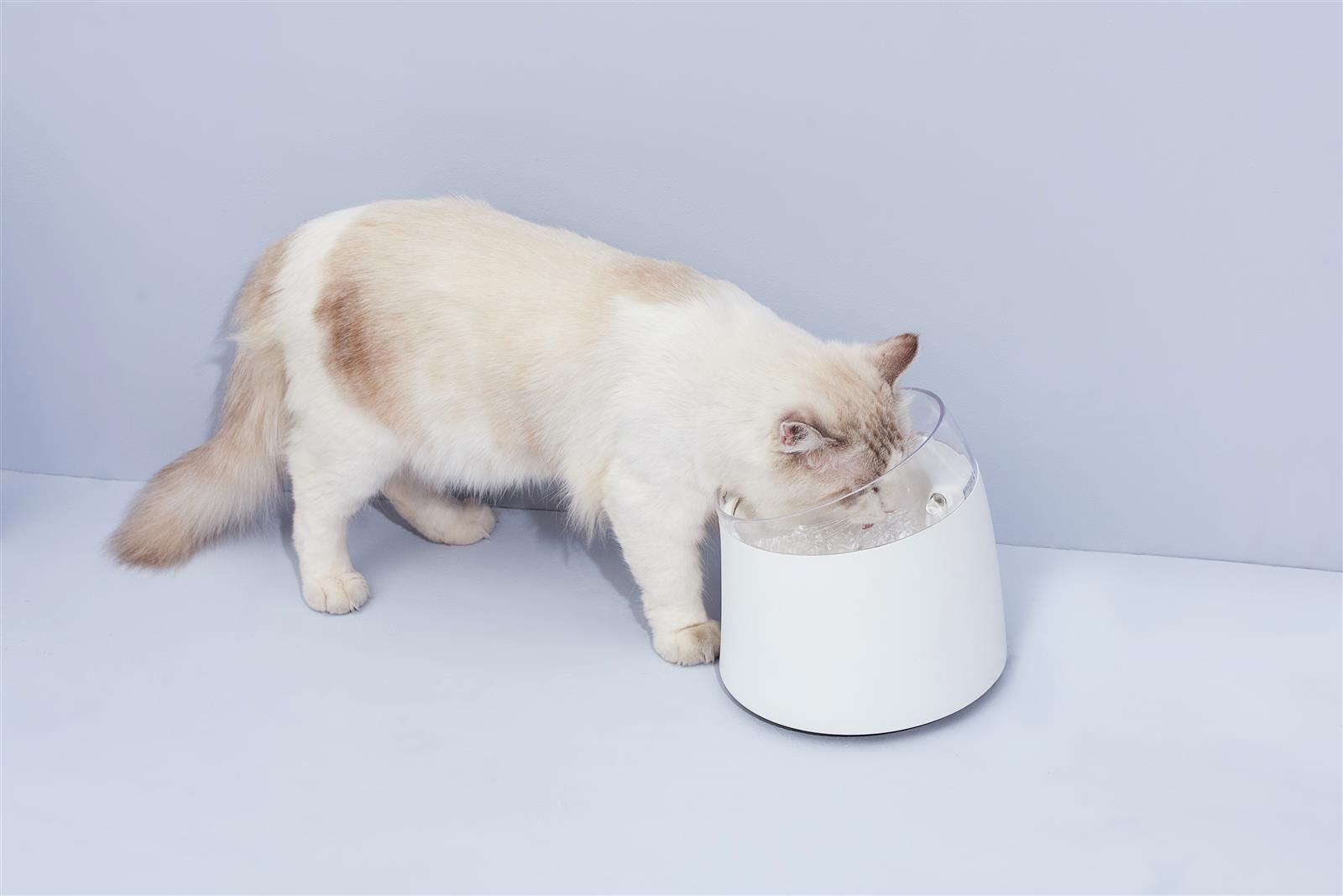 Angora, Tier, Katze, Säugetier, Haustier