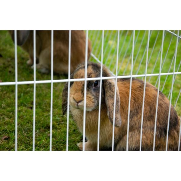 Säugetier, Hase, Hund, Haustier, Innenarchitektur