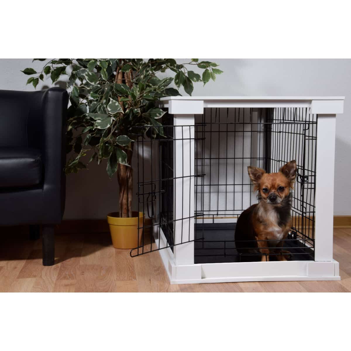 Hund, Säugetier, Haustier, Pflanze