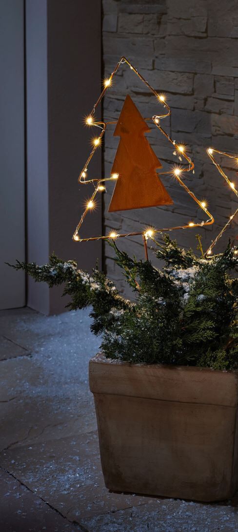 Pflanze, Pflanze im Topf, Baum