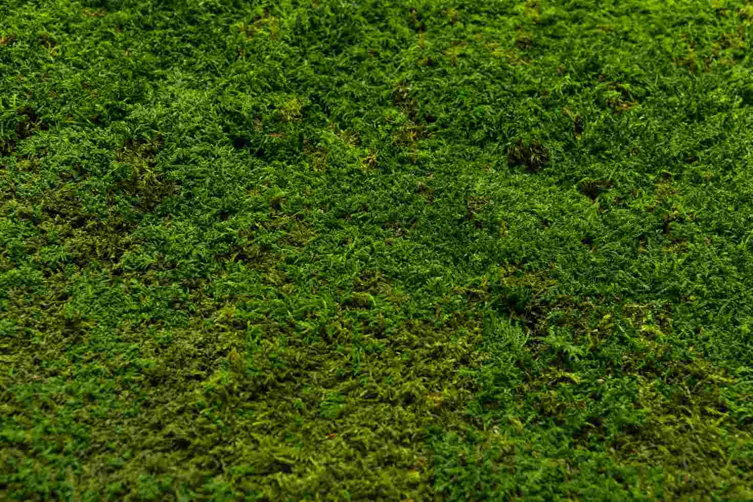 Moos, Gras, Bewuchs, Rasen, Boden